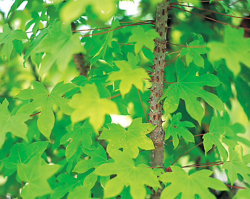 포토 JPG 주간 나무 식물 줄기 컬러 백그라운드 잎 자연 나뭇잎 근접촬영 사람없음 야외 아웃포커스 초록색 가시 약초 식용식물 음나무 국내포토 자연요소 뷰포인트 촬영기법 풀_식물 생태계 파일형식