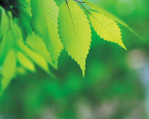 포토 JPG 주간 식물 컬러 백그라운드 잎 자연 나뭇잎 근접촬영 사람없음 야외 아웃포커스 초록색 국내포토 자연요소 뷰포인트 촬영기법 생태계 파일형식