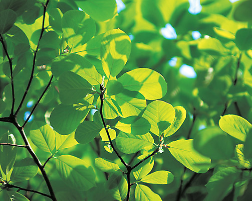 포토 JPG 주간 나무 식물 컬러 백그라운드 잎 자연 나뭇잎 그림자 사람없음 야외 아웃포커스 초록색 나뭇가지 국내포토 자연요소 촬영기법 생태계 파일형식