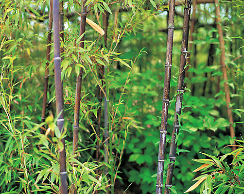 포토 JPG 주간 나무 식물 컬러 백그라운드 잎 자연 나뭇잎 풍경 사람없음 야외 아웃포커스 초록색 숲속 숲 대나무 대 대나무숲 국내포토 자연요소 촬영기법 생태계 파일형식