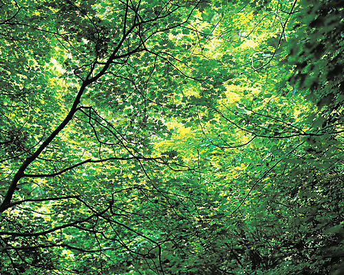 포토 JPG 주간 나무 식물 로우앵글 컬러 백그라운드 잎 자연 나뭇잎 풍경 사람없음 야외 초록색 나뭇가지 숲속 숲 푸른숲 국내포토 자연요소 뷰포인트 생태계 파일형식