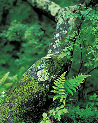 포토 JPG 주간 나무 식물 로우앵글 컬러 백그라운드 잎 자연 나뭇잎 이끼 사람없음 야외 아웃포커스 초록색 풀 풀잎 잡초 숲속 숲 나무기둥 국내포토 자연요소 뷰포인트 촬영기법 생태계 파일형식