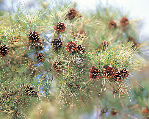 포토 JPG 주간 나무 식물 컬러 백그라운드 잎 자연 사람없음 야외 아웃포커스 초록색 나뭇가지 솔 소나무 솔방울 솔잎 침엽수 국내포토 자연요소 촬영기법 생태계 파일형식