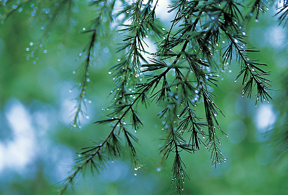 포토 JPG 주간 식물 컬러 백그라운드 잎 자연 나뭇잎 근접촬영 사람없음 야외 아웃포커스 초록색 물 젖음 촉촉함 물방울 나뭇가지 이슬 빗방울 침엽수 국내포토 자연요소 나무 뷰포인트 촬영기법 비_날씨 생태계 파일형식