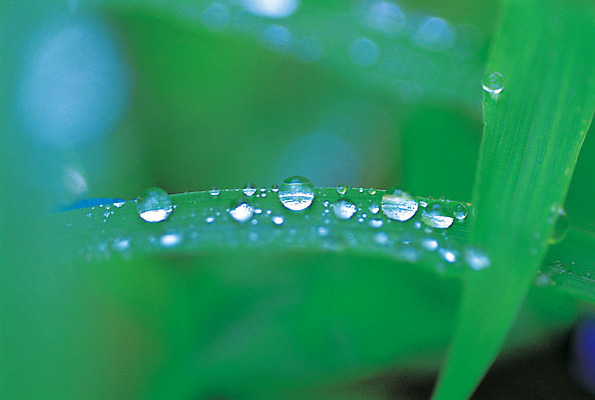 포토 JPG 주간 식물 컬러 백그라운드 잎 자연 근접촬영 사람없음 야외 아웃포커스 초록색 물 젖음 촉촉함 물방울 풀 풀잎 이슬 빗방울 국내포토 자연요소 뷰포인트 촬영기법 비 생태계 파일형식