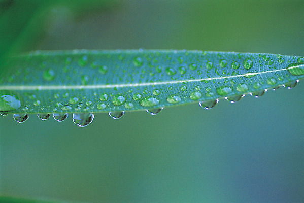 포토 JPG 식물 컬러 백그라운드 잎 자연 나뭇잎 근접촬영 사람없음 아웃포커스 초록색 물 젖음 촉촉함 물방울 이슬 빗방울 국내포토 자연요소 뷰포인트 촬영기법 비 생태계 파일형식