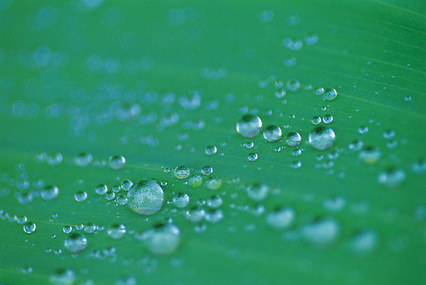 포토 JPG 식물 컬러 백그라운드 잎 자연 나뭇잎 근접촬영 사람없음 아웃포커스 초록색 물 젖음 촉촉함 물방울 이슬 빗방울 국내포토 자연요소 뷰포인트 촬영기법 비 생태계 파일형식