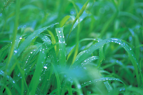 포토 JPG 주간 식물 컬러 백그라운드 자연 근접촬영 초원 사람없음 야외 아웃포커스 초록색 물 젖음 촉촉함 물방울 풀 풀잎 이슬 빗방울 국내포토 자연요소 뷰포인트 잎 촬영기법 비 생태계 파일형식