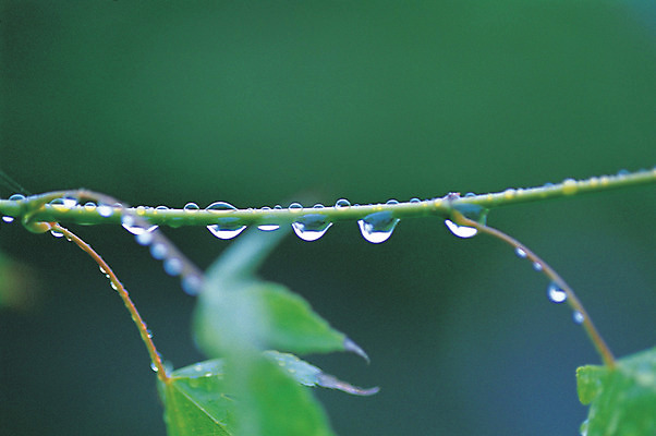 포토 JPG 주간 식물 줄기 컬러 잎 자연 나뭇잎 근접촬영 사람없음 야외 아웃포커스 초록색 물 젖음 촉촉함 물방울 비 이슬 빗방울 국내포토 자연요소 뷰포인트 날씨 촬영기법 생태계 파일형식