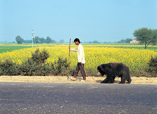 포토 JPG 주간 동물 해외풍경 해외 남자 아시아 도로 줄 이동 꽃밭 곰 포유류 거리 거리풍경 한명 사람 초원 야외 옆모습 걷기 가축 끈 인도 인도인 사냥 목줄 남자만 남자한명만 국내포토 자연요소 외국인 1 꽃 나라 길 뷰포인트 컨셉 교통시설 모션 동양인 풍경 파일형식 반려용품