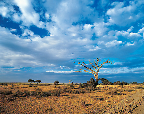 포토 JPG 주간 나무 식물 구름 해외풍경 해외 아프리카 자연 하늘 풍경 초원 사람없음 야외 맑음 황무지 지평선 케냐 고목 국내포토 자연요소 나라 날씨 생태계 파일형식