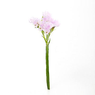 포토 JPG 스튜디오촬영 식물 꽃 컬러 자연 실내 사람없음 보라색 연보라색 스타치스 스타티스 국내포토 내부 생태계 파일형식