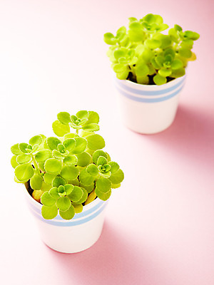 포토 JPG 스튜디오촬영 식물 화분 화초 컬러 2 자연 실내 사람없음 초록색 두개 장미허브 국내포토 내부 허브 생태계 파일형식