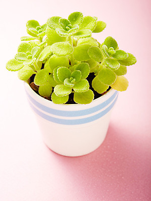 포토 JPG 스튜디오촬영 식물 1 화분 화초 컬러 자연 실내 사람없음 초록색 한개 장미허브 국내포토 내부 허브 생태계 파일형식