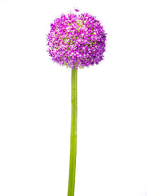 포토 JPG 스튜디오촬영 식물 꽃 컬러 한송이 자연 실내 사람없음 한개 보라색 알리움 국내포토 1 내부 생태계 송이 파일형식