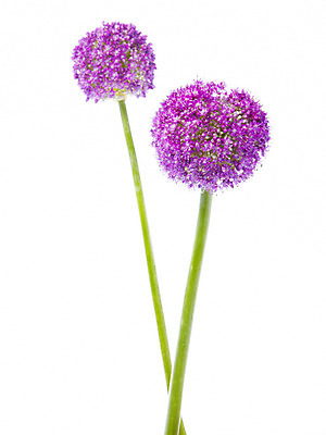 포토 JPG 스튜디오촬영 식물 꽃 컬러 자연 실내 사람없음 보라색 두개 두송이 알리움 국내포토 2 내부 생태계 파일형식