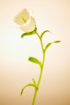 포토 JPG 스튜디오촬영 식물 꽃 컬러 잎 한송이 자연 실내 사람없음 한개 흰색 캄파눌라 국내포토 1 내부 생태계 송이 파일형식