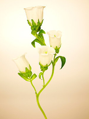 포토 JPG 스튜디오촬영 식물 꽃 컬러 잎 자연 실내 사람없음 흰색 캄파눌라 국내포토 내부 생태계 파일형식