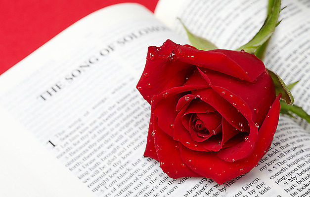 포토 JPG 꽃 기독교 종교 종교용품 기독교용품 실내 사람없음 빨간색 장미 성경 오브젝트 국내포토 식물 컬러 내부 파일형식