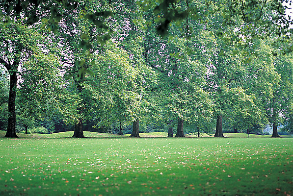 포토 JPG 주간 나무 식물 해외풍경 해외 공원 유럽 컬러 유럽풍경 자연 영국 여러그루 풍경 사람없음 야외 초록색 침묵 고요 상쾌 런던 하이드파크 푸른숲 국내포토 자연요소 공공시설 감정 나라 다수 소리 숲 생태계 파일형식