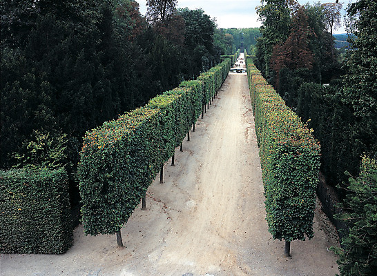 포토 JPG 주간 나무 식물 해외풍경 해외 공원 유럽 길 유럽풍경 풍경 사람없음 야외 관광지 정원 원근감 프랑스 조경 파리_프랑스 미로 베르사유 베르사유궁전 국내포토 자연요소 공공시설 나라 뷰포인트 여행 궁전 파일형식