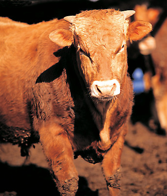 포토 JPG 주간 동물 척추동물 한마리 육지동물 응시 포유류 뿔 그림자 서기 사람없음 야외 아웃포커스 가축 목장 소 축사 황소 한우 소뿔 국내포토 자연요소 1 건축물 시선 모션 촬영기법 소고기 축산업 파일형식