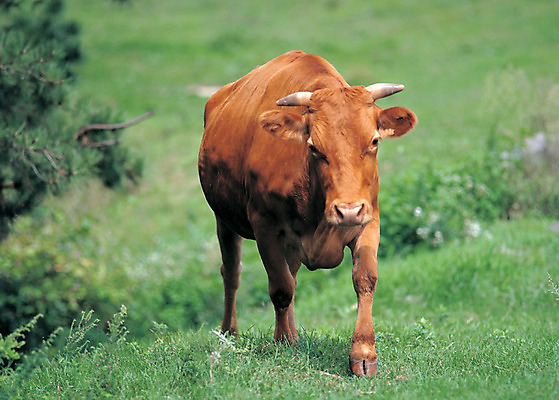 포토 JPG 주간 동물 척추동물 한마리 육지동물 이동 포유류 초원 사람없음 야외 아웃포커스 걷기 가축 목장 소 방목 황소 한우 국내포토 자연요소 1 컨셉 모션 촬영기법 소고기 축산업 파일형식