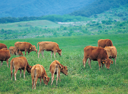 포토 JPG 주간 동물 척추동물 육지동물 여러마리 포유류 초원 사람없음 야외 아웃포커스 가축 목장 소 축산업 먹이 방목 먹기 황소 한우 국내포토 자연요소 산업 다수 모션 촬영기법 소고기 파일형식