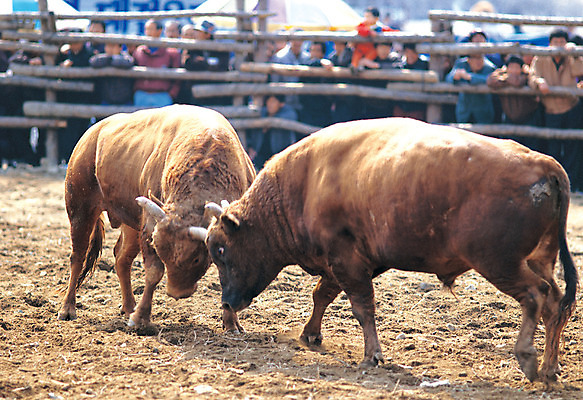 포토 JPG 주간 동물 척추동물 육지동물 두마리 포유류 한국 사람 이벤트 경기 여러명 야외 아웃포커스 울타리 축제 전통놀이 가축 소 군중 구경 황소 싸움 한우 관람 전통행사 소싸움 전통축제 투우 국내포토 자연요소 전통 아시아 스포츠 다수 2 모션 놀이 촬영기법 담장 소고기 파일형식