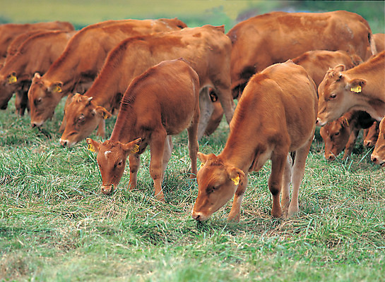 포토 JPG 주간 동물 척추동물 육지동물 여러마리 포유류 초원 사람없음 야외 가축 목장 소 축산업 먹이 방목 먹기 황소 한우 국내포토 자연요소 산업 다수 모션 소고기 파일형식