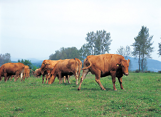 포토 JPG 주간 나무 식물 동물 척추동물 육지동물 여러마리 포유류 초원 사람없음 야외 가축 목장 소 축산업 방목 황소 한우 국내포토 자연요소 산업 다수 소고기 파일형식