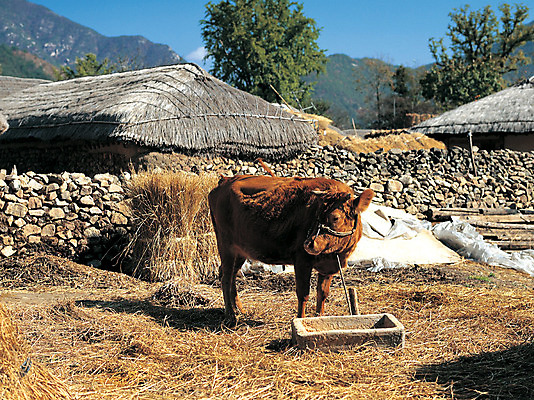 포토 JPG 주간 동물 척추동물 한마리 육지동물 응시 포유류 주택 한국 초가집 서기 풍경 사람없음 야외 가축 시골 소 볏짚 축산업 축사 시골집 황소 한우 국내포토 자연요소 1 건축물 시선 산업 아시아 모션 한옥 건물 소고기 짚 파일형식