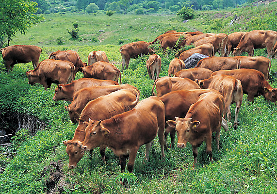 포토 JPG 주간 동물 척추동물 육지동물 여러마리 포유류 초원 사람없음 야외 가축 목장 소 축산업 방목 황소 한우 국내포토 자연요소 산업 다수 소고기 파일형식