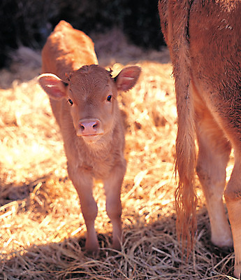 포토 JPG 주간 동물 척추동물 육지동물 응시 새끼 두마리 포유류 그림자 서기 사람없음 야외 아웃포커스 가축 목장 소 어미 볏짚 축사 황소 꼬리 한우 송아지 국내포토 자연요소 건축물 시선 2 모션 촬영기법 소고기 짚 축산업 파일형식