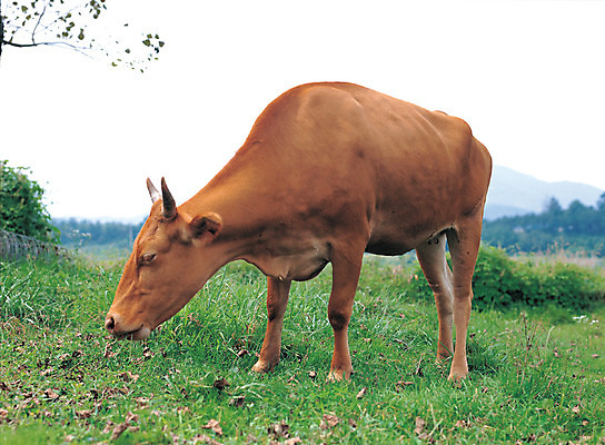 포토 JPG 주간 동물 척추동물 한마리 육지동물 포유류 서기 초원 사람없음 야외 가축 목장 소 축산업 먹이 방목 먹기 황소 한우 국내포토 자연요소 1 산업 모션 소고기 파일형식