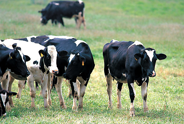포토 JPG 주간 나무 식물 동물 척추동물 육지동물 여러마리 포유류 초원 사람없음 야외 아웃포커스 가축 목장 소 축산업 방목 젖소 국내포토 자연요소 산업 다수 촬영기법 파일형식
