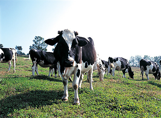 포토 JPG 주간 나무 식물 동물 척추동물 육지동물 여러마리 포유류 초원 사람없음 야외 가축 목장 소 축산업 방목 젖소 국내포토 자연요소 산업 다수 파일형식