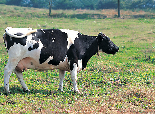 포토 JPG 주간 나무 식물 동물 척추동물 한마리 육지동물 포유류 초원 사람없음 야외 가축 목장 소 축산업 방목 젖소 국내포토 자연요소 1 산업 파일형식