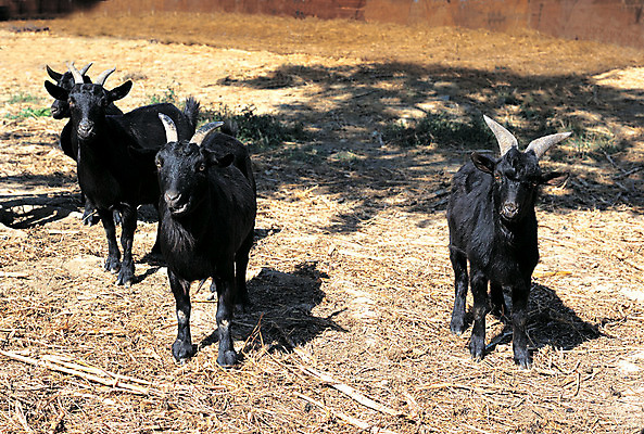 포토 JPG 주간 동물 척추동물 육지동물 응시 컬러 여러마리 포유류 염소 그림자 서기 사람없음 야외 검은색 가축 목장 볏짚 축산업 방목 흑염소 국내포토 자연요소 시선 산업 다수 모션 짚 파일형식