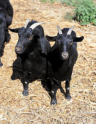 포토 JPG 주간 동물 척추동물 육지동물 응시 새끼 컬러 두마리 포유류 염소 서기 사람없음 야외 아웃포커스 검은색 가축 목장 볏짚 축산업 방목 흑염소 국내포토 자연요소 시선 산업 2 모션 촬영기법 짚 파일형식