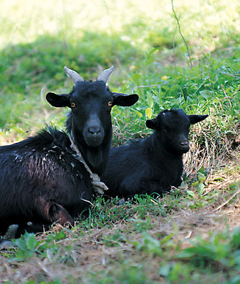 포토 JPG 주간 동물 척추동물 육지동물 응시 새끼 컬러 두마리 포유류 염소 앉기 초원 사람없음 야외 아웃포커스 검은색 가축 목장 어미 축산업 방목 흑염소 국내포토 자연요소 시선 산업 2 모션 촬영기법 파일형식