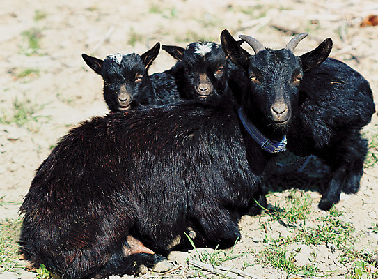 포토 JPG 주간 동물 척추동물 육지동물 응시 새끼 컬러 포유류 염소 세마리 앉기 사람없음 야외 아웃포커스 검은색 가축 목장 어미 축산업 방목 흑염소 국내포토 자연요소 시선 산업 모션 촬영기법 3 파일형식