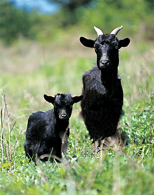 포토 JPG 주간 동물 척추동물 육지동물 응시 새끼 컬러 두마리 포유류 염소 서기 초원 사람없음 야외 아웃포커스 검은색 가축 목장 어미 축산업 방목 흑염소 국내포토 자연요소 시선 산업 2 모션 촬영기법 파일형식