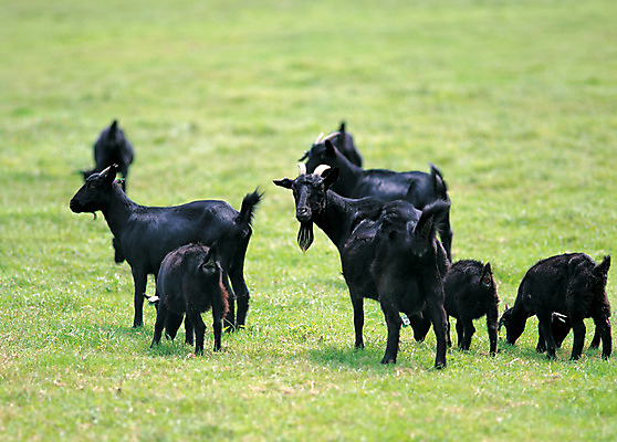 포토 JPG 주간 동물 척추동물 육지동물 새끼 컬러 이동 여러마리 포유류 염소 초원 사람없음 야외 아웃포커스 검은색 가축 목장 어미 축산업 방목 흑염소 국내포토 자연요소 산업 다수 컨셉 촬영기법 파일형식