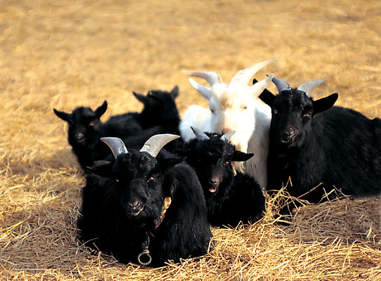 포토 JPG 주간 동물 척추동물 육지동물 컬러 여러마리 포유류 염소 앉기 사람없음 야외 아웃포커스 검은색 가축 목장 볏짚 축산업 방목 축사 흑염소 국내포토 자연요소 건축물 산업 다수 모션 촬영기법 짚 파일형식
