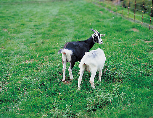 포토 JPG 주간 동물 척추동물 육지동물 두마리 포유류 염소 초원 사람없음 야외 아웃포커스 울타리 가축 목장 축산업 방목 축사 흑염소 국내포토 자연요소 건축물 산업 2 촬영기법 담장 파일형식