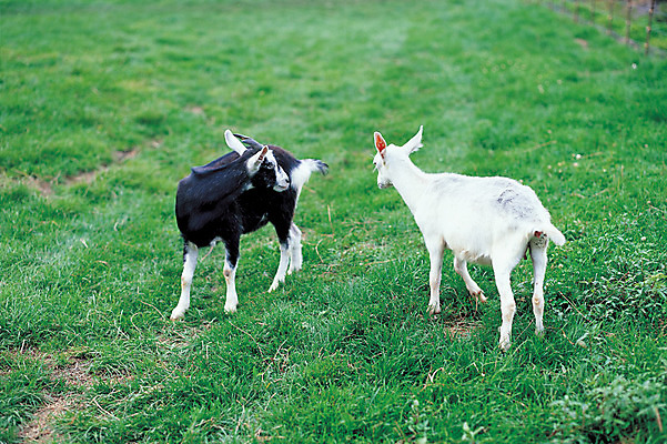 포토 JPG 주간 동물 척추동물 육지동물 두마리 포유류 염소 초원 사람없음 야외 아웃포커스 가축 목장 축산업 방목 축사 흑염소 국내포토 자연요소 건축물 산업 2 촬영기법 파일형식