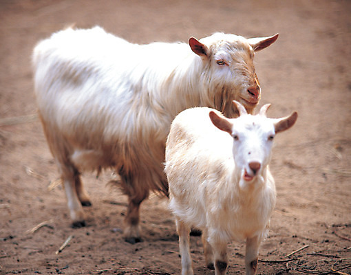 포토 JPG 주간 동물 척추동물 육지동물 두마리 포유류 염소 사람없음 야외 아웃포커스 가축 목장 축산업 방목 축사 국내포토 자연요소 건축물 산업 2 촬영기법 파일형식