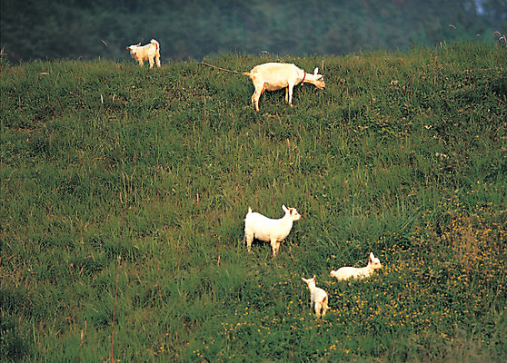 포토 JPG 주간 동물 척추동물 육지동물 새끼 여러마리 포유류 염소 초원 사람없음 야외 가축 목장 어미 축산업 방목 언덕 국내포토 자연요소 산업 다수 파일형식