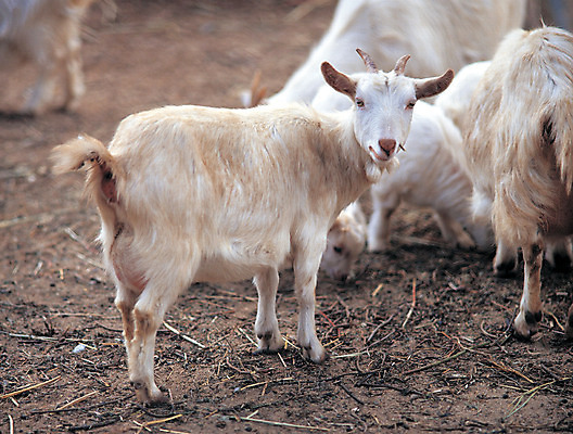 포토 JPG 주간 동물 척추동물 육지동물 여러마리 포유류 염소 사람없음 야외 아웃포커스 가축 목장 축산업 방목 축사 국내포토 자연요소 건축물 산업 다수 촬영기법 파일형식
